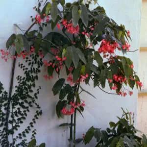 Tuttle Estate, Master Gardeners Club tour