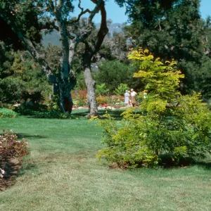 Gleditsia triacanthos, Tuttle Estate, Master Gardeners Club tour