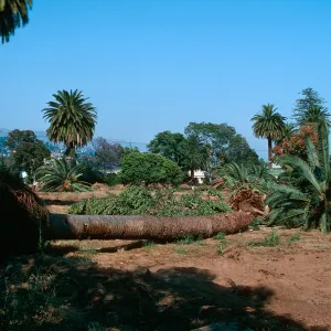 El Mirasol