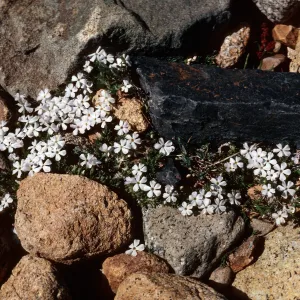 Phlox covillei, Dana Plateau, 11,000' 