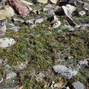 Ivesia lycopodioides, Dana Plateau, 11,450'
