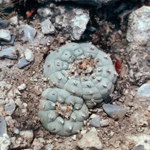 Lophophora williamsii, from near Saltillo, toward Monterrey, Mexico