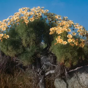 Coreopsis gigantea, Hueneme