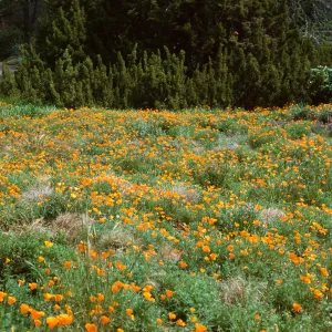 meadow, SBBG