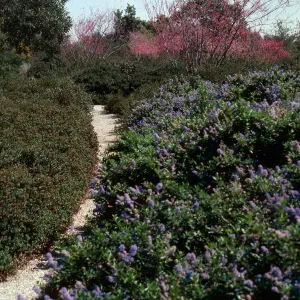 Manzanita Section, SBBG, Spring, 1979