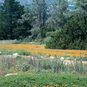 Meadow, SBBG