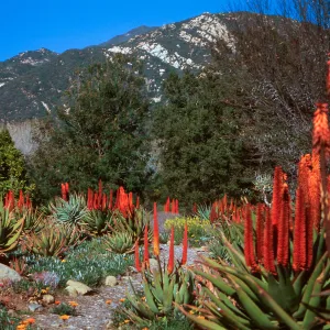 Desert Section?, SBBG