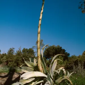Agave sobria in the Dudleya Display