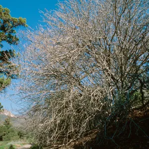 California Buckeye; east side of Meadow