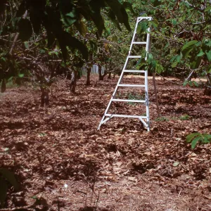 Fariview Gardens, Santa Barbara, cherimoya pollination by ladder