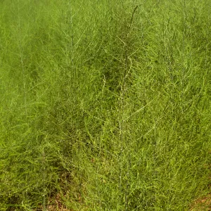Fariview Gardens, Santa Barbara, asparagus