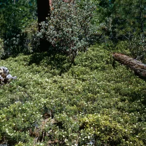 Chamaebatia foliosa, Rock Creek camp ground