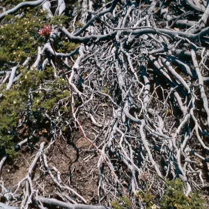 Brodiaea volubilis in dead Arctostaphylos branches, Rock Creek