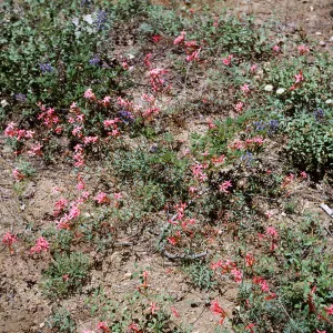 Ipomopsis aggregata, Tioga Road