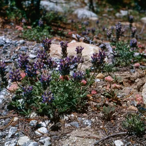 Lupinus sp (Lupine)., Tioga Road