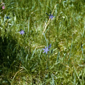 Camassia leichtlinii suksdorfii