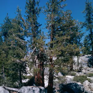 Juniperus occidenalis, Tioga Rd.