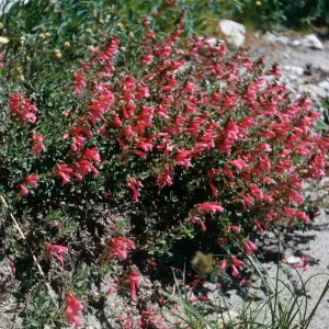Penstemon newberryi, Tioga Rd.