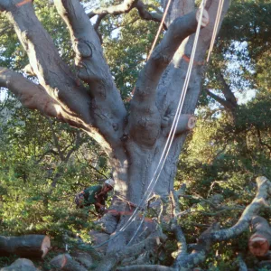 Oak tree removal