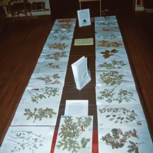 Oak display