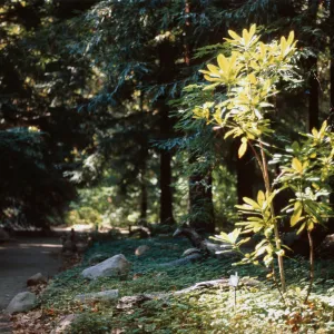 Redwood Section, Santa Barbara Botanic Garden