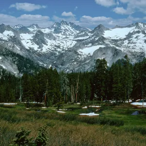 Sequoia