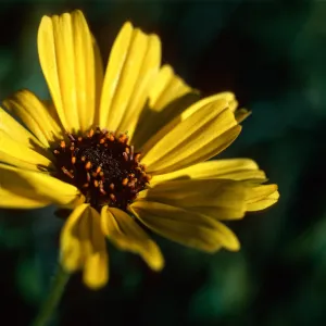 Encelia californica