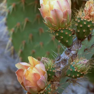 Opuntia (Prickly-pear) species
