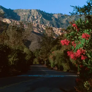 Toyon