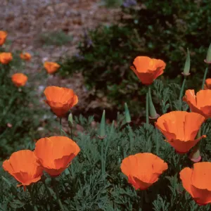 Poppy