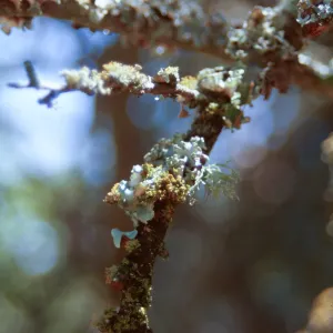 Lichen