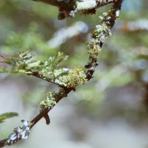 Lichen