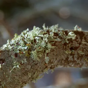 Lichen