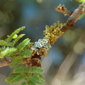 Lichen