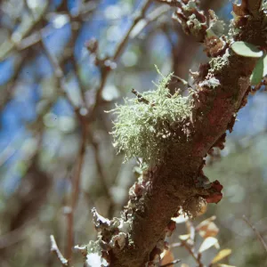 Lichen