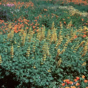 Meadow, SBBG (Lupine) (California Poppy)