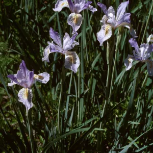 Iris, Mt Pinos