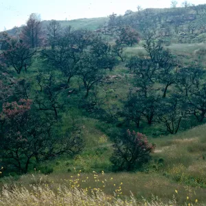 Quercus agrifolia (Coastal Live Oak), Malibu Burn