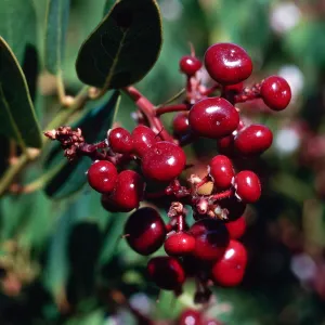 Arctostaphylos insularis, San Clemente Island