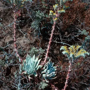 Dudleya traskiae, Signal Peak