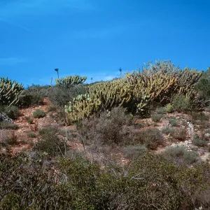 Myrtillocactus cochal, at Arroyo San Antonio, Baja California, Mexico