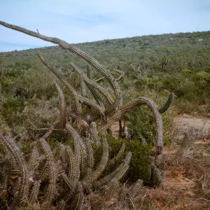 Myrtillocactus cochal, N of Rio San Telmo, Baja California, Mexico
