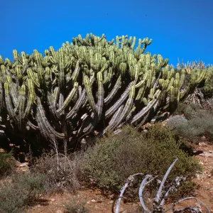 Myrtillocactus clochal, at Arroyo San Antonio, Baja Calif., Mexico