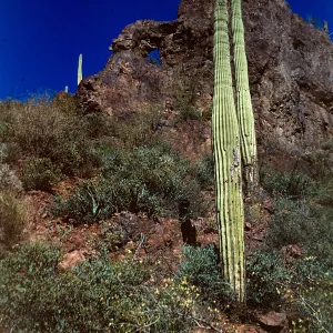Saguaro cactii, Peralta Trail, Superstition Mountain