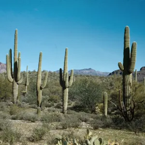 Saguaros, Superstition Mountains, Arizona
