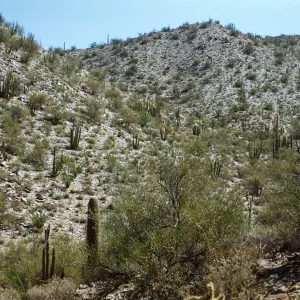 Organ Pipe & Saguaros, Organ Pipe Cactus National Monument