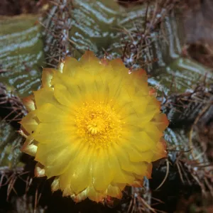 Astrophytum ornatum, Star Cactus, Mexico