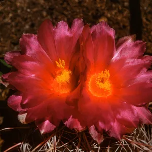 Thelocactus potsii, Mexico