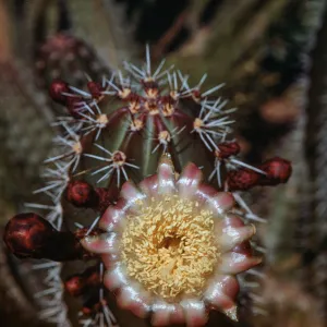 Lemaierocreus pruinosus, Central Mexico, Desert Botanic Garden, Phoenix, Arizona