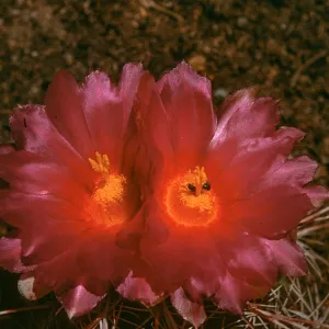 Thelocactus potsii, Mexico